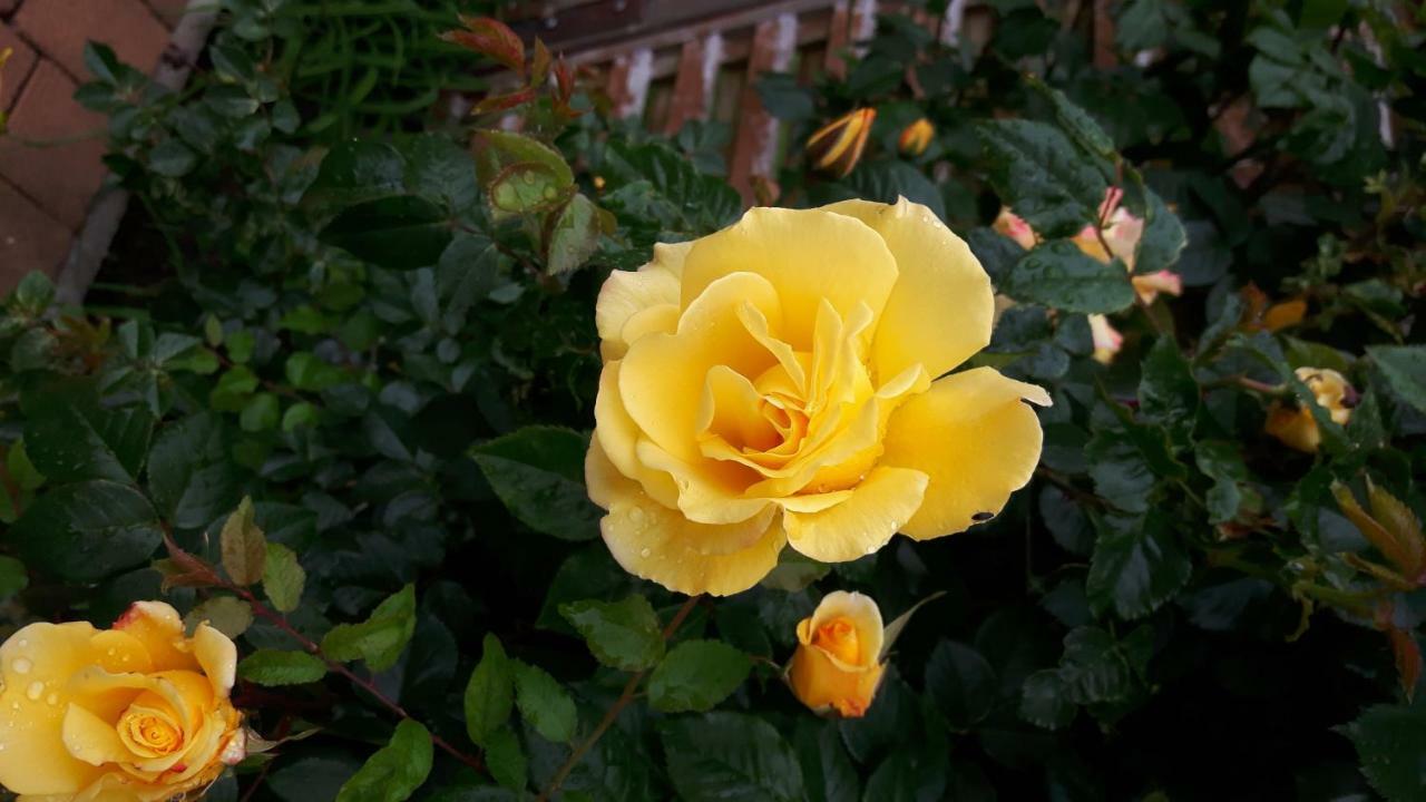 Reiterbauernhof Schoenlehenhof Mank Ngoại thất bức ảnh
